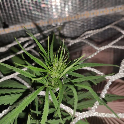 Brasilia Moonshine growlog timeline photo