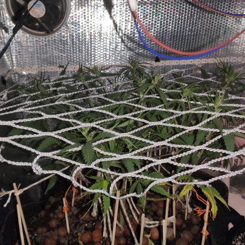 Brasilia Moonshine growlog timeline photo