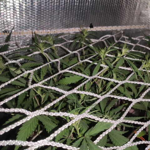 Brasilia Moonshine growlog timeline photo