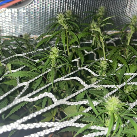 Brasilia Moonshine growlog timeline photo