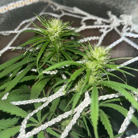Brasilia Moonshine growlog timeline photo