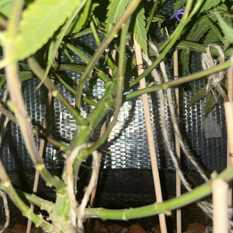 Brasilia Moonshine growlog timeline photo