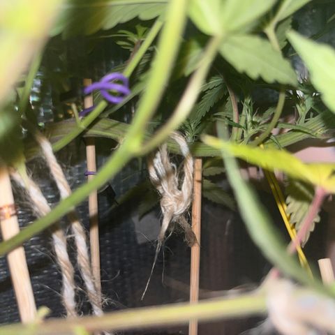Brasilia Moonshine growlog timeline photo