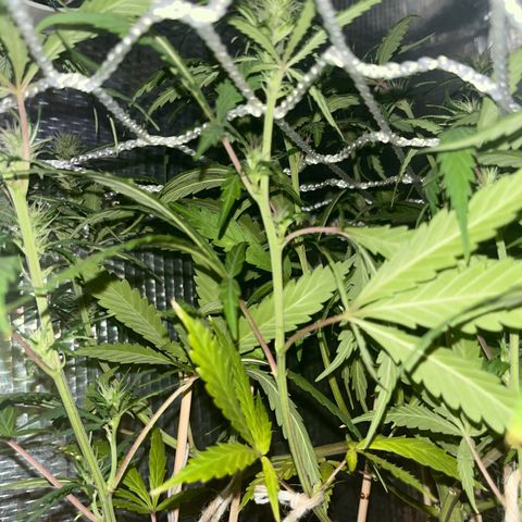 Brasilia Moonshine growlog timeline photo