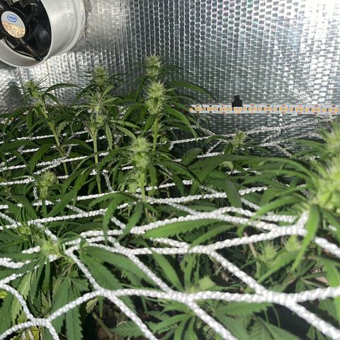 Brasilia Moonshine growlog timeline photo