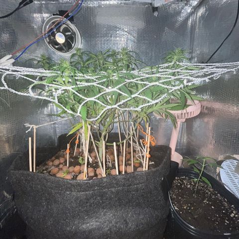 Brasilia Moonshine growlog timeline photo