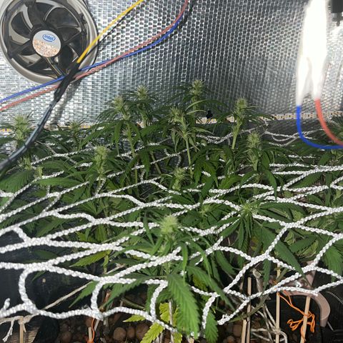 Brasilia Moonshine growlog timeline photo