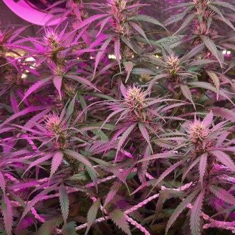 Brasilia Moonshine growlog timeline photo