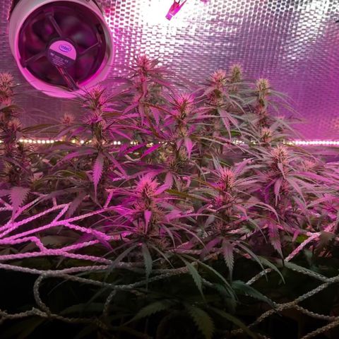 Brasilia Moonshine growlog timeline photo