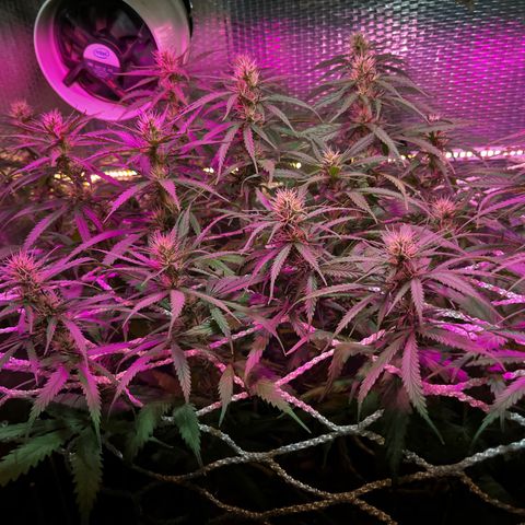 Brasilia Moonshine growlog timeline photo