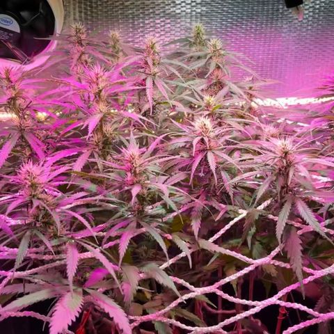 Brasilia Moonshine growlog timeline photo