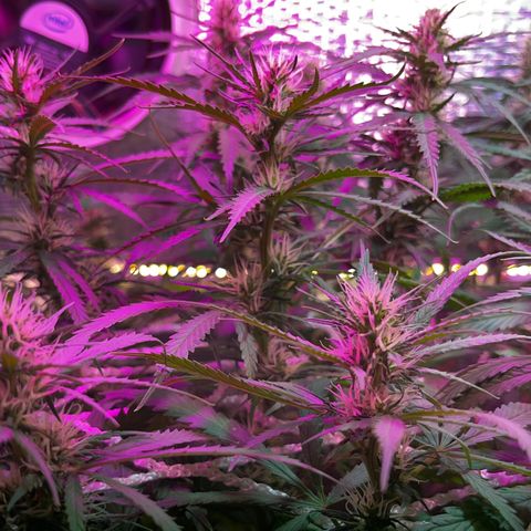 Brasilia Moonshine growlog timeline photo