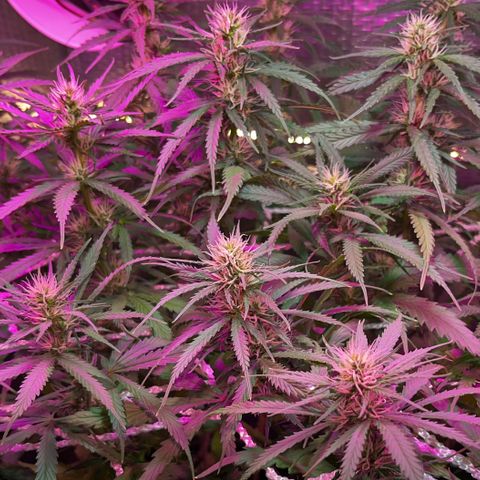 Brasilia Moonshine growlog timeline photo