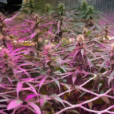 Brasilia Moonshine growlog timeline photo