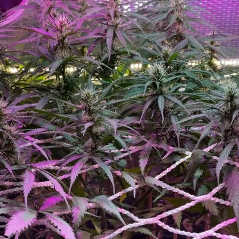 Brasilia Moonshine growlog timeline photo