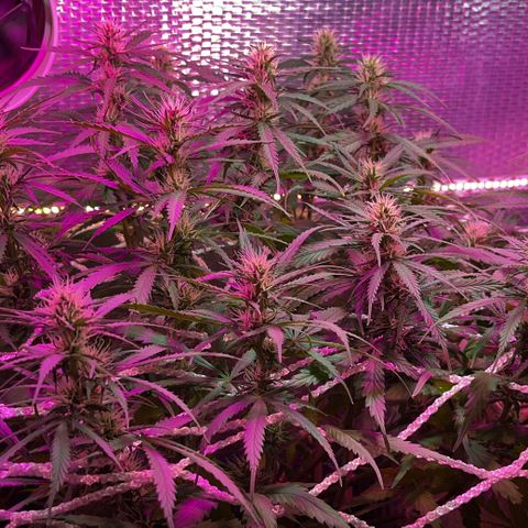 Brasilia Moonshine growlog timeline photo