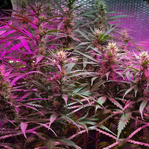 Brasilia Moonshine growlog timeline photo