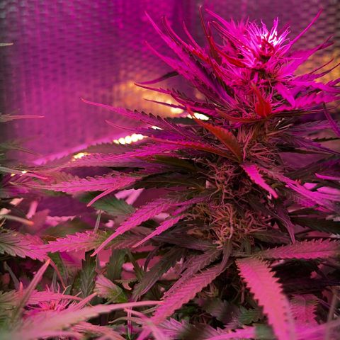 Brasilia Moonshine growlog timeline photo