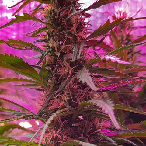 Brasilia Moonshine growlog timeline photo