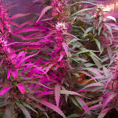Brasilia Moonshine growlog timeline photo
