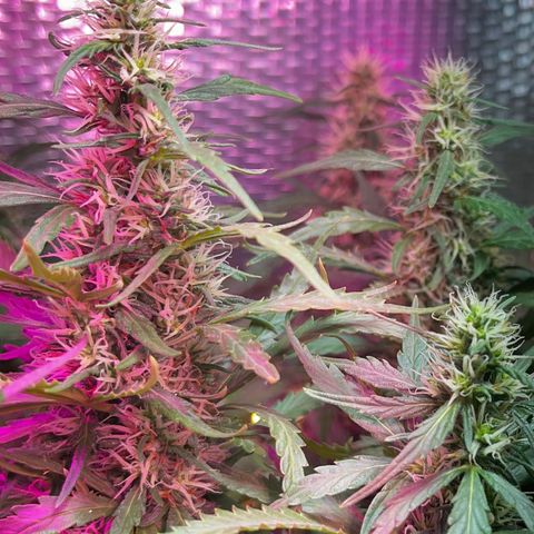 Brasilia Moonshine growlog timeline photo