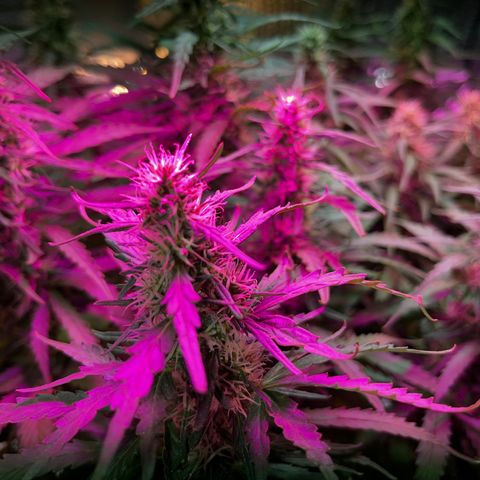 Brasilia Moonshine growlog timeline photo