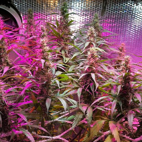 Brasilia Moonshine growlog timeline photo