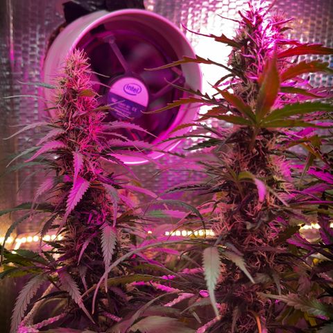 Brasilia Moonshine growlog timeline photo