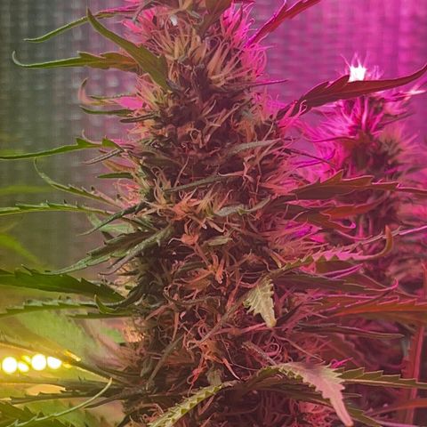 Brasilia Moonshine growlog timeline photo