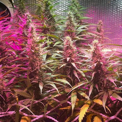 Brasilia Moonshine growlog timeline photo