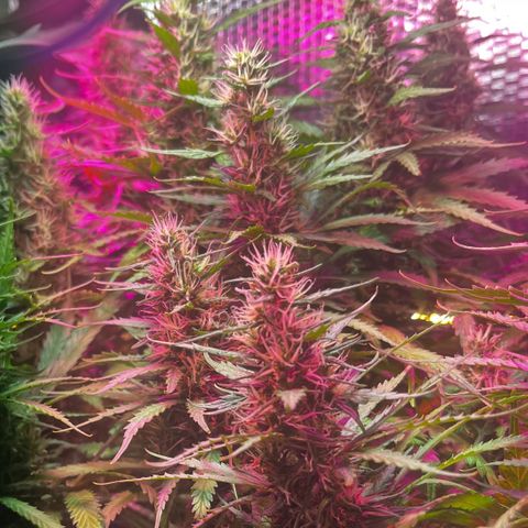 Brasilia Moonshine growlog timeline photo