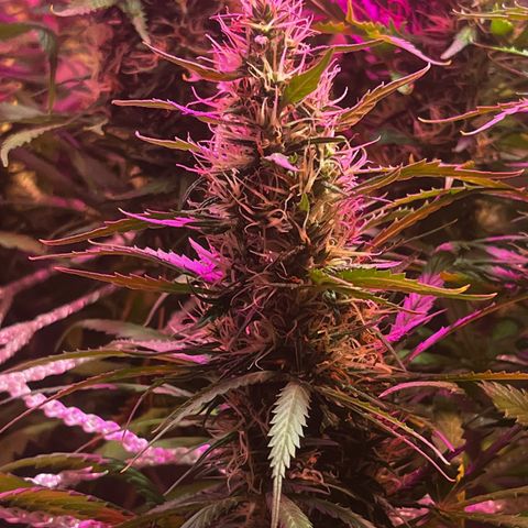 Brasilia Moonshine growlog timeline photo