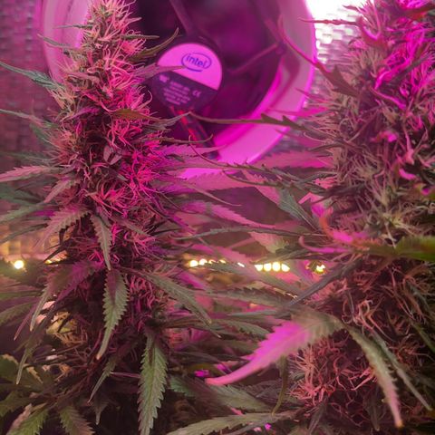 Brasilia Moonshine growlog timeline photo