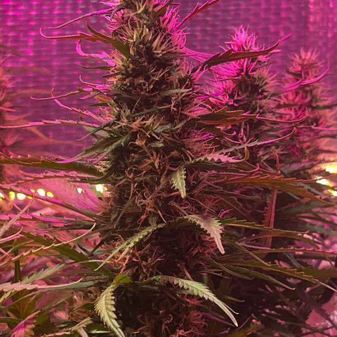 Brasilia Moonshine growlog timeline photo