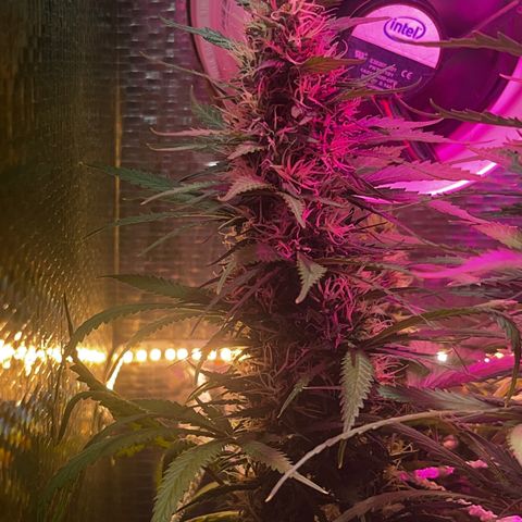 Brasilia Moonshine growlog timeline photo
