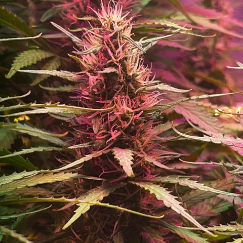 Brasilia Moonshine growlog timeline photo