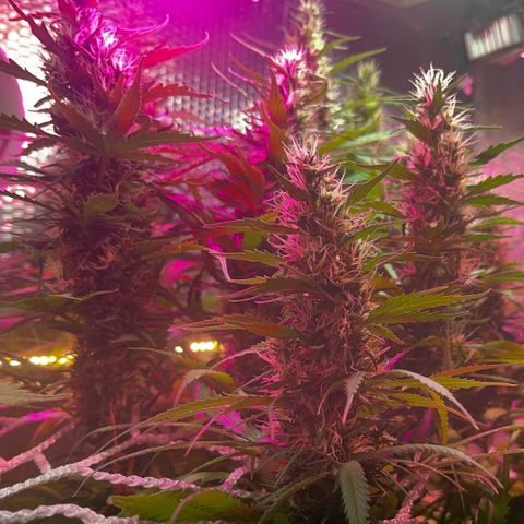 Brasilia Moonshine growlog timeline photo
