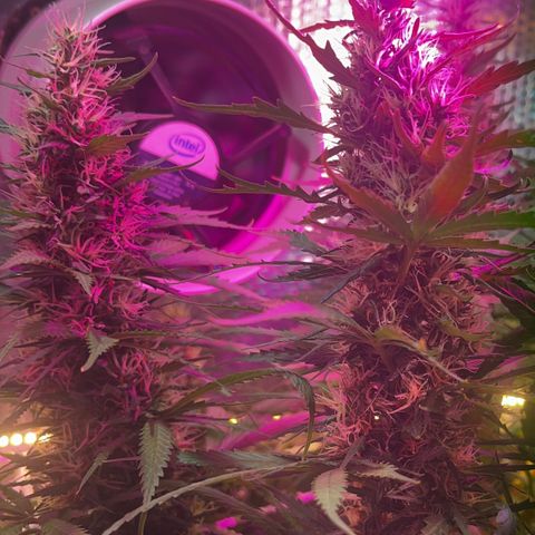 Brasilia Moonshine growlog timeline photo