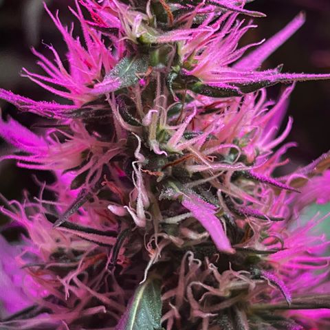 Brasilia Moonshine growlog timeline photo