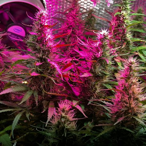 Brasilia Moonshine growlog timeline photo