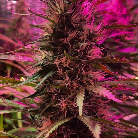 Brasilia Moonshine growlog timeline photo