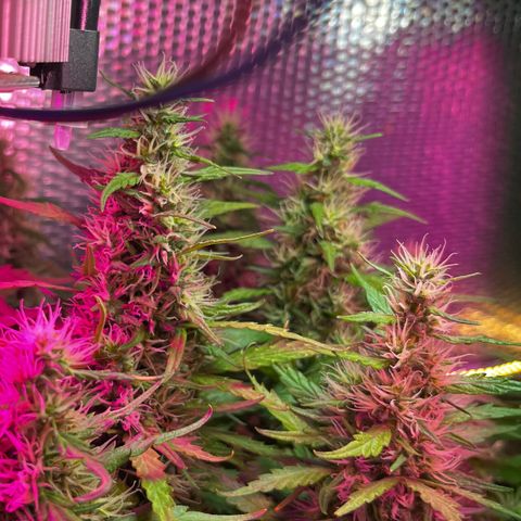 Brasilia Moonshine growlog timeline photo