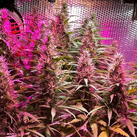 Brasilia Moonshine growlog timeline photo