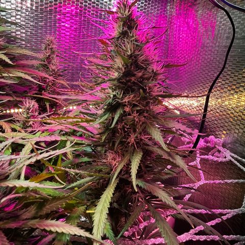 Brasilia Moonshine growlog timeline photo
