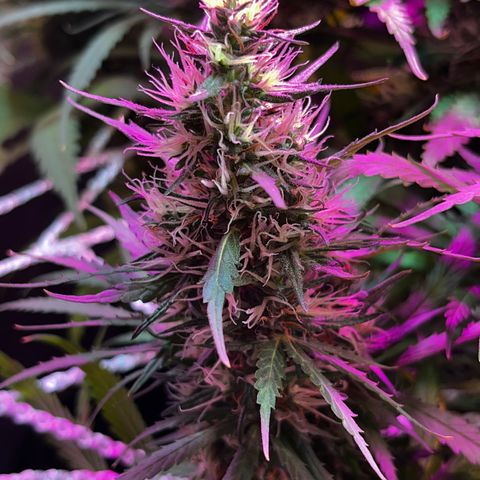 Brasilia Moonshine growlog timeline photo