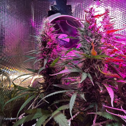 Brasilia Moonshine growlog timeline photo
