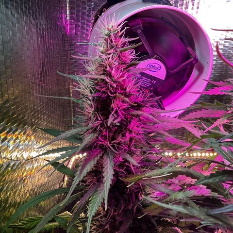 Brasilia Moonshine growlog timeline photo