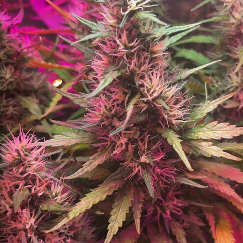 Brasilia Moonshine growlog timeline photo