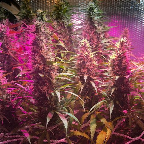 Brasilia Moonshine growlog timeline photo