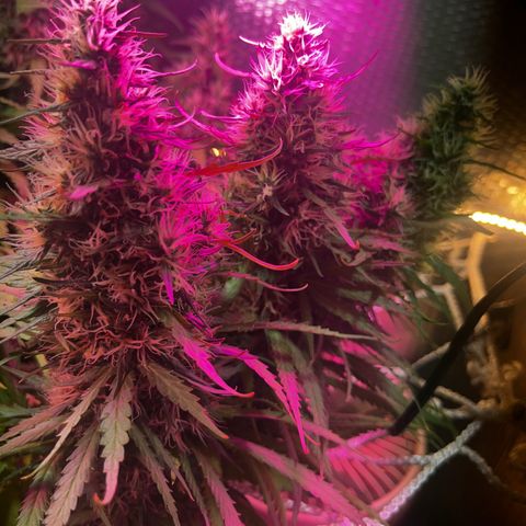 Brasilia Moonshine growlog timeline photo